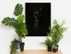 Černý hřebec, 60x80 cm - pouze na osobní odběr