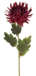 Chryzantéma 60 cm, tmavě fialová