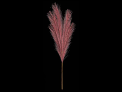 Pampas tráva 77 cm, fialová