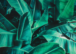 Tropické listy, 70x50 cm